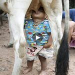 The Heartwarming Tale of Tha Sophat: A Resilient Cambodian Toddler’s Unlikely Bond with a Cow 🐄
